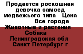 Продается роскошная девочка самоед медвежьего типа › Цена ­ 35 000 - Все города Животные и растения » Собаки   . Ленинградская обл.,Санкт-Петербург г.